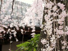 川越 喜多院、中院の桜