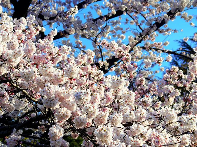 春が来た！桜が咲いた！そして、暖かい。<br />こんな日はやっぱりお花の写真を撮りに行きたい！<br /><br />ちょうど夜にこの周辺で予定があったので、少し早めに出かけ、日比谷公園をお散歩しながら写真を撮りました。<br />東京に住みながら、日比谷公園に行ったことがなかったのですが、こんなにいい場所だったとは！と、びっくり。<br />都会でも、自然に触れ合える公園があるって素敵ですね。