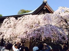 氷室神社のしだれ桜♪