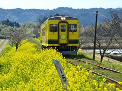 春の房総１泊２日の旅（１）～菜の花を追いかけて＠いすみ鉄道沿線