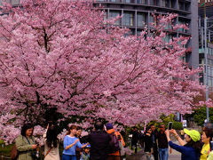 国立劇場のお花見。。豪華絢爛　上