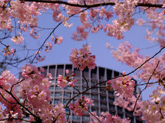 国立劇場のお花見　豪華絢爛　下