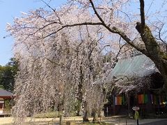 栄福寺　坂尾（さんご）の桜　