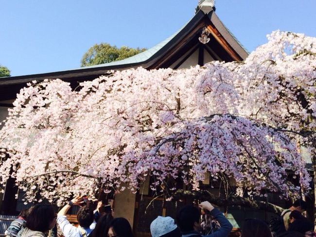 奈良にはあちこちにしだれ桜の名所がありますが、私は氷室神社のしだれ桜が一番好きです。見物の人も多いですしね♪<br />近くに東大寺の大仏殿がありますし、150円で鹿せんべいを買って鹿にあげると、ありがとう♪ってお辞儀もしますよ。