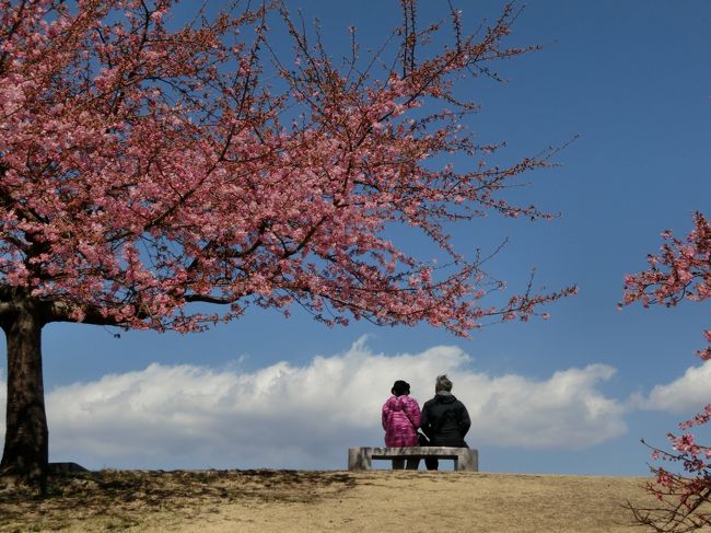 たまたま奥様と平日のお休みが重なり、近くの河津桜が咲きだしたと聞いて<br /><br />孫を連れて行ってみることにしました。<br /><br />春とは名のみで北風ビュービュー、お弁当もそこそこで引き揚げました。<br /><br />旅行記とはほど遠いものなのですみません。