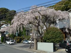 川奈蓮慶寺の枝垂桜