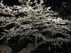 井の頭公園夜桜