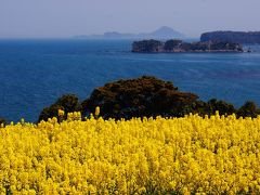 国東半島、長崎鼻の菜の花