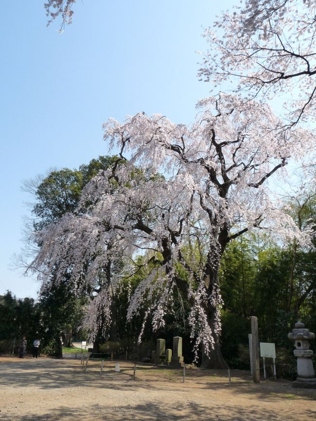 群馬県板倉町に立派なしだれ桜があるというので、見てきました。<br /><br />板倉町のホームページ（観光産業／名物／頼母子のシダレザクラ）によると、弘法大師が地面にさした杖に根がはり花が咲いたのだそうです。