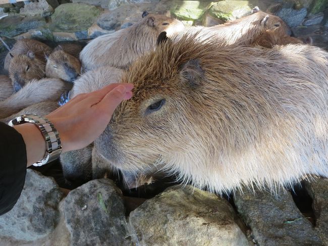 早いものでＺＯＯめぐりも２年目に突入です！<br /><br />それも、遠く九州は長崎まで出かけてみました。<br />長崎はあこがれの地。もともと異国情緒漂う港町には目がない身としては、いつかゆっくり訪れてみたい場所でありました。ちゃんぽんも大好き！！その上、なんか噂によると、動物との距離が近くて触れ合い型の動物園があるらしい…すんごく楽しみです。<br /><br />長崎市内からの利用交通：路線バス<br />≪往路≫長崎新地０７：４０→バイオパーク０９：０３着　￥７１０<br />≪復路≫バイオパーク１４：０５→長崎駅１５：３０　￥６９０<br />※観光の都合で帰りは長崎駅で下車<br /><br />入場料<br />バイオパーク￥１７００　ＰＡＷ￥５００<br />バイオパーク+ＰＡＷ（共通券）の場合は￥２０００<br /><br />