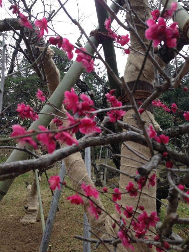 佐倉市の宗吾霊堂、成田市の麻賀多神社を家族でぶらぶらしました。宗吾霊堂は正式には東勝寺。千葉県成田市にある真言宗豊山派の寺である。江戸時代の義民・佐倉惣五郎の霊が祀られている。麻賀多神社は佐倉藩の鎮守で佐倉市、成田市に多くある神社の惣社とのこと。