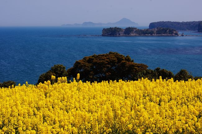 平日にお休みが取れて、お天気も良いので出かけることにした。東京では桜が満開だと聞くが、北部大分の桜はまだ2分咲ぐらい。それならと、「気まぐれなデジカメ館さん」の旅行記を見て、私も国東にある香々地長崎鼻の菜の花を見に出かけた。今が菜の花は満開。最高の天気で、花粉症のことを忘れて写真を撮りまくった。<br />