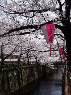 桜、満開！（目黒川沿い）