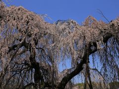 旅するイルカ♪　桜だより　2015　　Part1　大阪府　和泉市　百滝桜へ　昼景～ライトアップ編