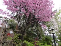 桜散歩（六義園～湯島天神）