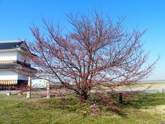 九華公園桜2015