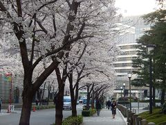 満開の江戸桜通りを歩く
