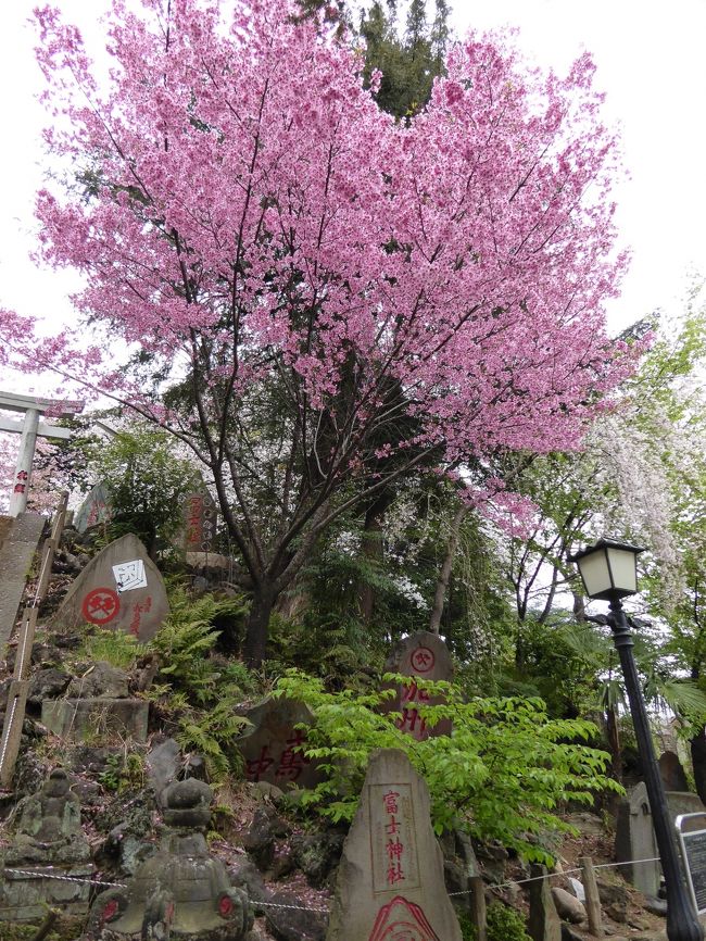 桜も満開になってきたので、今年初めてのお花見に出かけました。<br />六義園に行ったことがなかったのと、少し街歩きもしたかったので、湯島天神まで足を延ばしてみました。