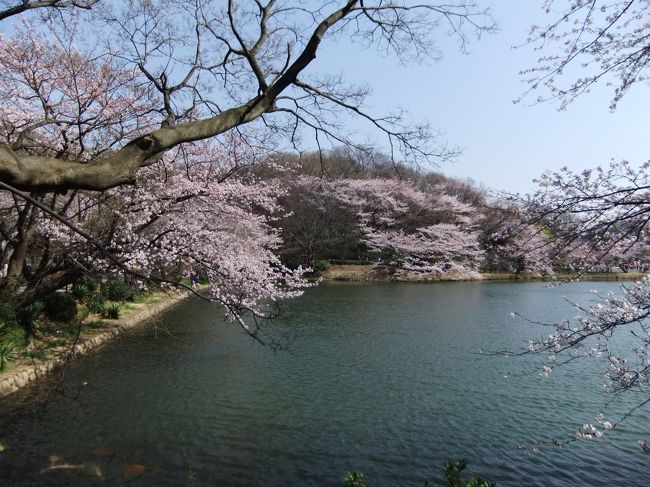 本日は近所の桜百選にも選出されている、県立三池公園を訪ねました、そめいよしのは満開で咲き誇っていました、<br />花見の人も平日にも関わらず沢山いらっしゃっていました。<br />