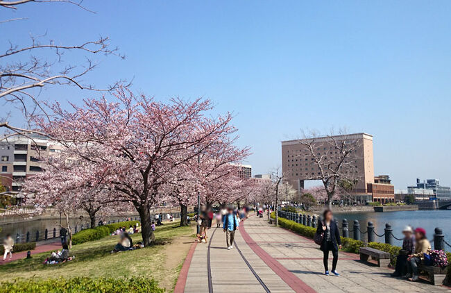 みなとみらいエリアにはここぞの桜スポットはないのですが、それでもあちらこちらに咲いています。ゆっくり散歩しながら桜を見られるのがいいですね。