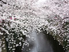 満開で～す♪目黒川のお花見