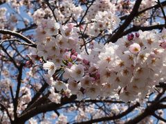 桜～お花見にいってきました・別府公園～扇山桜の園編.。o○