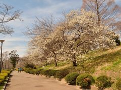 「桜」の名所「榴」岡公園で「梅」を愛でる