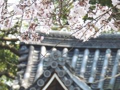 2015年3月：京都御苑の桜＆カメオ展。