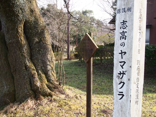 大分県　別府志高湖はお花見にはすこし早かったけど　<br />久し振りの志高湖の景色に　癒されました。