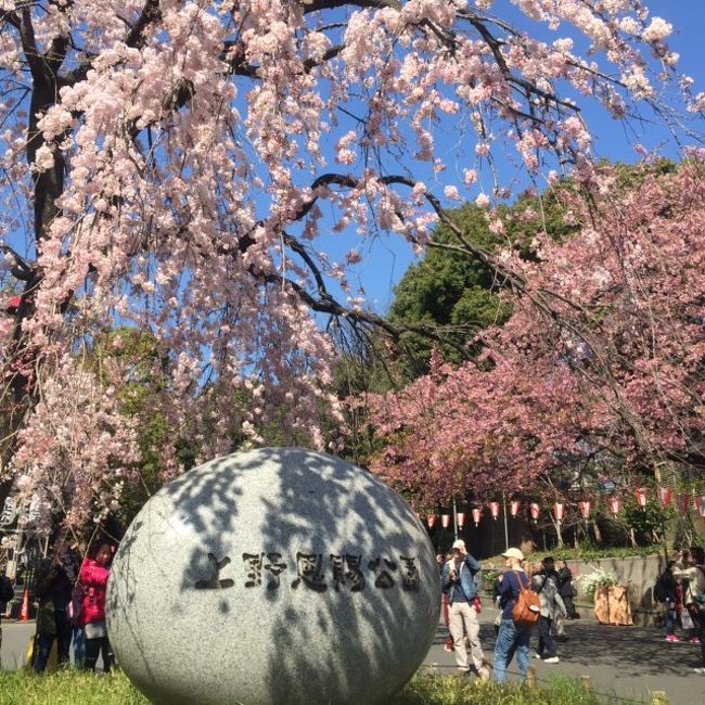 日本の風物詩　<br /><br />　　桜<br /><br />花の美しさを最大限に楽しめる春、桜の木々の下に花筵（はなむしろ）を<br /><br />敷いて花見としゃれ込む花人（はなびと）達が多くなりました。<br /><br />遠くから春の息吹の緑の中に薄ピンクの斑（まだら）を楽しむのも<br /><br />乙なものです。<br /><br /><br />今日は一人で桜の下をくぐり抜けて体で春を感じようと<br /><br />東京散歩をいたしました。<br /><br /><br />＊上野公園の花見を楽しむ花人。