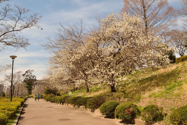 長い冬がようやく終わりに近づき，<br />北国仙台でも梅が咲き始めました．<br />そこで，仙台市民には<br />「桜」の名所として知られる<br />「榴」岡公園に<br />「梅」を愛でに行ってきました．