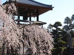 あきらめなくて本当に良かった！～今日の小川町のカタクリとレッサーパンダ詣（２）西光寺のしだれ桜と山の麓の満開の桜とニリンソウなどのさまざまな早春の花たち