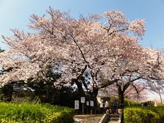 桜を見にふるさと尾根道緑道へ行って来ました