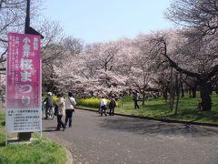 小金井公園の桜