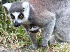 あきらめなくて本当に良かった！～今日の小川町のカタクリとレッサーパンダ詣（５）埼玉こども動物自然公園（後編）おなかにしがみついたワオギツネザルの赤ちゃん＆子ウシのミルクやりに参加＆本命のレッサーパンダ鑑賞は１時間を切ったけれど、屋外のメルくん・屋内のソウソウくんハナビちゃんの同居・屋内の夕食ラテくん４匹に会えた北園