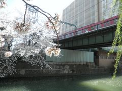 横浜の櫻（2015）その2、石崎川。
