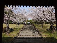 於大公園と乾坤院の桜　2015.3.31