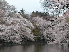 満開の桜　　ＩＮ　井の頭公園