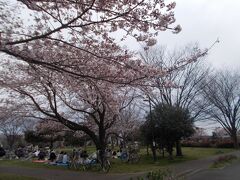 東京下町の満開の桜を巡る