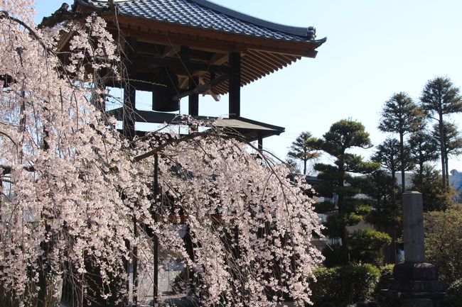 なんでしょう、今年2015年のお花見は、しだれ桜づいているかもしれません@<br />小川町のカタクリ詣の楽しみは、タイミングが合えば、いつも西光寺のしだれ桜とセットでできました。<br />でも、ここ数年、しだれ桜の見頃のときには行けなかったので、今年は久しぶりでした。<br /><br />今年の花見はしだれ桜づいている、というのは、正確には、ソメイヨシノを待ちわびる気持ちより、むしろ、しだれ桜、しだれ桜、しだれ桜！　という気分のこと。<br />赤坂サカスの夜桜でしだれ桜を見てから、たった１本でもその魅力と迫力に改めて気付いたためです。<br /><br />なので、今年は小川町カタクリ詣のときに、晴天の朝の光の下で見頃のしだれ桜が見られて、喜びはひとしおでした@<br /><br />それからカタクリは山の麓の斜面に群生していて、そこに向かうには、ほんのちょっとだけ山道をハイキングすることになります。<br />なので、早春の野花との出会いも楽しみにしていました。<br /><br />ソメイヨシノは、小川町のカタクリの里の近辺では、向かう途中や槻川沿いなどあちこちにあるのですが、それはまだまだ開花は先でした。ほとんど咲いていなかったです。<br />でも、ソメイヨシノより早咲きの品種が、山の麓近辺を美しく飾っていました。<br /><br />スミレは、例年の小川町カタクリ詣のときよりも数は少なかったけれど、見つけることはできました。<br />ニリンソウは、だいぶ咲きそろい始めていました。<br /><br />ところで、花撮影散策のときは、たいていレンズはふだん使いの18-270mmの広角ズームレンズと、60mmの単焦点マクロレンズを持参するのですが、本日は午後に動物園に行きたかったので、70-300mmの望遠レンズも持参する代わりに、マクロレンズは置いてきてしまいました。<br />足元のスミレやセントウソウなどの小さな野花を撮っていたときは、多少の重量は我慢してもマクロレンズも持参すればよかった、と後悔しました。<br /><br />でも、たいてい花撮影散策では持ち歩かない望遠レンズは、少し離れたところに咲くニリンソウなどはとても撮りやすかったです。<br />被写体によって使うレンズはだんだ自分の中で定まってしまいがちでしたが、たまには違う方のレンズを使うのは、とても新鮮でした。<br /><br />＜小川町カタクリと埼玉こども動物自然公園をはしごした一日の旅行記のシリーズ構成＞<br />□（１）７度目の小川町カタクリ詣でだけどアクセス編＆ちょっとだけ覗けた西光寺とカタクリまつり<br />■（２）西光寺のしだれ桜と山の麓の満開の桜とニリンソウなどのさまざまな早春の花たち<br />□（３）最高の見頃のカタクリ群生～スウィート・パープルの可愛い妖精たち<br />□（４）埼玉こども動物自然公園（前編）女子コアラは渋滞で床を歩いたコウメちゃん・ユーカリもぐもぐライチちゃんの赤ちゃん＆オージービーフ串うまかったオーストラリア・フェアの東園＆園内をうっすら染め始めたソメイヨシノや早咲きの桜など<br />□（５）埼玉こども動物自然公園（後編）おなかにしがみついたワオギツネザルの赤ちゃん＆子ウシのミルクやりに参加＆本命のレッサーパンダ鑑賞は１時間を切ったけれど、屋外のメルくん・屋内のソウソウくんハナビちゃんの同居・屋内の夕食ラテくん４匹に会えた北園<br /><br />小川町の公式サイト<br />http://www.town.ogawa.saitama.jp/<br />カタクリの開花状況をチェックした小川町の公式サイトの「花ごよみ～耳より情報」<br />http://www.town.ogawa.saitama.jp/0000000888.html<br />小川町からのバスの時刻表検索（朝日バスのサイト）<br />http://www.asahibus.jp/html/station/st_ogawa.html<br /><br />＜タイムメモ＞<br />07:00　家を出る<br />08:01　小川町駅到着<br />08:15　駅前発パークヒル行きバスに乗車<br />08:20頃　伝統工芸会館前の停留所に到着<br />08:40-08:55　西光寺のしだれ桜<br />09:00-11:35　カタクリ群生地<br />11:45　伝統工芸会館に戻る<br />11:45-12:05　伝統工芸会館のカタクリまつりでランチ休憩<br />12:07発　小川町駅行きのバスに乗車<br />（ほぼ定刻）<br />12:15頃　小川町到着<br />12:22-12:35　小川町駅発の池袋行き快速で森林公園駅まで<br />12:38-12:45　森林公園駅で急行に乗換えて高坂駅へ<br />12:52　高坂駅前発鳩山ニュータウン行きバスに乗る<br />13:00頃　埼玉こども動物自然公園に入園<br />13:10-13:55　屋内の女子コアラたち<br />（13:00～　ユーカリ交換＆コアラのお話）<br />13:55-14:05　ミナミコアリクイ・ナマケモノ<br />14:05-14:25　オージービーフ串で休憩<br />14:50-15:10　ワオギツネザル（＆赤ちゃん）<br />15:25-15:45　なかよしコーナーの子ヤギと子ヒツジ<br />15:45-16:10　子牛のトットちゃんとモエちゃん＆子ウシのミルクやり<br />16:15-16:55　レッサーパンダ<br />（お外メルくん＆室内ソウソウくん・ハナビちゃん同居＆夕食ラテくん）<br />17:00頃　埼玉こども動物自然公園を出る<br />17:11　こども動物自然公園停留所から高坂駅行きバスに乗る<br />18:00頃　帰宅<br /><br />※これまでの小川町カタクリ詣でカタクリ以外の花を主役にした旅行記<br />2007年３月21日<br />「小川町のカタクリの里を訪ねて（２）まだまだプレリュード（カタクリ以外の野山の花）」<br />http://4travel.jp/travelogue/10133756/<br />2008年４月３日<br />「今年も小川町のカタクリを求めて（2）カタクリ以外の魅力」<br />http://4travel.jp/travelogue/10231268<br />2009年３月26日<br />「３度目の小川町もカタクリを求めて（1）西光寺のしだれ桜から始まって」<br />http://4travel.jp/travelogue/10320826/<br />2010年３月26日<br />「はかない日差しの下の小川町カタクリ詣（2）心慰められた可憐な春の花」<br />http://4travel.jp/travelogue/10443389/<br />