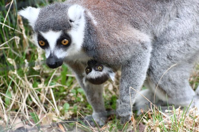 先週、越生梅林とはしごして埼玉こども動物自然公園にやって来たとき、レッサーパンダ舎に行けたのは15時半すぎで、第一目的のレッサーパンダのニューフェイスのソウソウくんに会えたのは16時すぎ。<br />寝ていた姿か、ねむけまなこのソウソウくんしか見られず、同居中のお嫁さんのハナビちゃんとのからみも、ニアミスもほとんどありませんでした。<br />だから今回は先週より早く東園を出て、北園にやって来たのに……！！<br />なんと、レッサーパンダ舎にたどり着いたのは、閉園まで１時間を切った16時15分となってしまいました。<br />なんてこったい！<br /><br />レッサーパンダの布陣は、先週と同じく、お外はメルくんで、屋内はソウソウくんとハナビちゃん。<br />だからこそ余計に、先週と違う顔を見せてくれることを期待して、少し早めに到着していようと思ったのに。<br />メルくんは、本日もお口ぱっかんの写真を撮れましたが、先週と同じような写真しか撮れませんでした。<br />しかし、ほんわか雰囲気を漂わせたメルくんを見ていると、写真を撮らなくても、心がほっこりしました。<br /><br />屋内では、ソウソウくんは先週と同じく、１番上の横木に寝そべり、あちこち歩き回るハナビちゃんの動向を時々気にしていたくらいでした。<br />でも、嬉しいことに、私のお気に入りのハナビちゃんは、本日はとりわけフォトジェニックでした！<br /><br />それには、いくつか好条件が重なりました。<br />屋内展示室が写真を撮りにくいことには変わりないのですが、先週末と違って本日は夕方雨予報だったので（結果的には自宅に帰るまで雨には遭遇しませんでしたが）、お客さんが少なく、夕方の屋内展示室の前でほとんど独占状態でいられたこと。<br />そのおかげで、少し離れたところから撮らなければならない望遠レンズで撮影できたこと。<br />どうやら広角ズームレンズでガラスにぴたっと張り付くようにして撮影するより、望遠レンズで離れて撮る方が、動く被写体のレッサーのピントが合いやすいようなのです。<br />ガラスから離れていると、ガラスの映り込みや反射を完全に消すことはできないですが、撮影チャンスはぐっと増えました。<br />しかも、ハナビちゃんたら、なにか考えごとでもしているのかのように、あるいは何か気になることがあったのか、床を歩き回るときによく立ち止まって、様子をうかがうようなそぶりをしてくれたのです。それも、ガラスのこちらに顔を向けて！<br />可愛い写真が、撮れるぞ、撮れるぞ、撮れるぞ！という高揚感で足が宙に浮いているような気分でした！<br />……実際にはしゃがんで撮っていたので、けっこう苦しい姿勢でしたけど（苦笑）。<br /><br />14時半には東園を出て北園に入ったのに、レッサーパンダ舎に着いたのが16時をすぎてしまったのは、それだけあちこちに気になる子、会いたい子がいたためでした。<br />前回から１週間しかたっていないにもかかわらず。<br /><br />まずは、先週には掲げなかったミッションとして、ワオギツネザルを見に行きました。<br />はじめのうちは、ワオギツネザルたちは小屋の入口で固まっていて、動かなかったので、赤ちゃんを見るのはあきらめたのですが、去ろうとしたときになって、ワオギツネザルたちが動きだし、赤ちゃんが見られるチャンスが何度もでてきました！<br />肉眼では一瞬でも、写真を撮ってみたら、意外に赤ちゃんが撮れていたのです@<br />公式フェイスブックの記事にあったとおり、赤ちゃんのお姉ちゃんたちは赤ちゃんに興味津々で、構おうとしました。<br />なので、お母さんのレニーちゃんがぴょんぴょん飛び跳ねて、どこに行ったか目で追えなくなっても、お姉ちゃんらしきワオギツネザルが赤ちゃんをねらって、レニーお母さんのおなかに顔を寄せたり、あとをつけたりしたので、再びレニーちゃんの見分けがつきました。<br />でなければ、ワオギツネザルって顔がそっくりなんですもの！　お母さんだか、お姉ちゃんだか、さっぱり区別つかなったでしょう。<br />赤ちゃんも、そのまんま大人のミニチュアで、顔はそっくりでした@<br /><br />それから、先週末はまだ屋内にいた子ヤギちゃんたちが、いまは外に出ているようなので、なかよし広場に行きました。<br />それから、その隣の乳牛舎では、子ウシたちはチラッと見るだけで去るつもりだったのに、子ウシのミルクやりタイムとなり、集まっていた人は定員よりずっと少なかったので、それなら……と参加してしまったためでした。<br /><br />ミルクやりが、そうジャストに始まるわけではなく、刻一刻と時間がたっていく間、番号札を返して、さっさとレッサーパンダ舎へ向かおうかと、何度思ったことか！<br />でも、ミルクやりそのものは、子ウシ用の大きな魔法瓶を飼育員さんと一緒に支えるだけで、拍子抜けしたものの、飼育員さんの話が聞けたし、夢中になってミルクを飲む子ウシの姿は可愛かったです。<br /><br />そして、残り40分程度であっても、眠そうなソウソウくんとフォトジェニックなハナビちゃんはたくさん写真を撮らせてくれましたから@<br /><br />しかも、お外メルくんがバックヤードに収容されたあと、屋内の子たちはいったん両方ともバックヤードに入り、代わりに本日展示されていなかったラテくんが出てきたのです。<br />たぶん、飼育員さんが気を使ってくれたんだと思います。<br />おそらくいま埼玉こども動物自然公園のレッサーパンダたちは、いつも誰かしらは屋内展示場を寝床にしているようで、先週は、そのままソウソウくんが残ったのです。<br /><br />ラテくんがバックヤード代わりの屋内展示室で夕食を食べる姿を見るのはこれが初めてではありませんでしたし、去年の夏は、リリィちゃんと一緒でした……。<br />でも、ラテくんの、あいかわらずヘタなリンゴの食べ方は、何度見ても可愛いです。<br />リンゴを口でくわえて、噛んでいる間に口から落ちないように、上を向いて、ハフハフ食べるのです。<br />以前とちょっと違っていたのは、落ちないように、ときどき手でリンゴを口の中に押し込んでいた頻度が増えように感じました@<br />ちょっとは上達したのかな。<br /><br />上手に手をつかって、リンゴをつかんで食べるレッサーパンダの姿は非常に可愛いのですが、そういう子たちが注目を浴びる中、逆にラテくんのヘタさ加減は、なかなか得難い魅力（？）があるかもしれない、と思うようになりました。<br /><br />＜小川町カタクリと埼玉こども動物自然公園をはしごした一日の旅行記のシリーズ構成＞<br />□（１）７度目の小川町カタクリ詣でだけどアクセス編＆ちょっとだけ覗けた西光寺とカタクリまつり<br />□（２）西光寺のしだれ桜と山の麓の満開の桜とニリンソウなどのさまざまな早春の花たち<br />□（３）最高の見頃のカタクリ群生～スウィート・パープルの可愛い妖精たち<br />□（４）埼玉こども動物自然公園（前編）女子コアラは渋滞で床を歩いたコウメちゃん・ユーカリもぐもぐライチちゃんの赤ちゃん＆オージービーフ串うまかったオーストラリア・フェアの東園＆園内をうっすら染め始めたソメイヨシノや早咲きの桜など<br />■（５）埼玉こども動物自然公園（後編）おなかにしがみついたワオギツネザルの赤ちゃん＆子ウシのミルクやりに参加＆本命のレッサーパンダ鑑賞は１時間を切ったけれど、屋外のメルくん・屋内のソウソウくんハナビちゃんの同居・屋内の夕食ラテくん４匹に会えた北園<br /><br />埼玉こども動物自然公園の公式サイト<br />http://www.parks.or.jp/sczoo/<br /><br />＜タイムメモ＞<br />07:00　家を出る<br />08:01　小川町駅到着<br />08:15　駅前発パークヒル行きバスに乗車<br />08:20頃　伝統工芸会館前の停留所に到着<br />08:40-08:55　西光寺のしだれ桜<br />09:00-11:35　カタクリ群生地<br />11:45　伝統工芸会館に戻る<br />11:45-12:05　伝統工芸会館のカタクリまつりでランチ休憩<br />12:07発　小川町駅行きのバスに乗車<br />（ほぼ定刻）<br />12:15頃　小川町到着<br />12:22-12:35　小川町駅発の池袋行き快速で森林公園駅まで<br />12:38-12:45　森林公園駅で急行に乗換えて高坂駅へ<br />12:52　高坂駅前発鳩山ニュータウン行きバスに乗る<br />13:00頃　埼玉こども動物自然公園に入園<br />13:10-13:55　屋内の女子コアラたち<br />（13:00～　ユーカリ交換＆コアラのお話）<br />13:55-14:05　ミナミコアリクイ・ナマケモノ<br />14:05-14:25　オージービーフ串で休憩<br />14:50-15:10　ワオギツネザル（＆赤ちゃん）<br />15:25-15:45　なかよしコーナーの子ヤギと子ヒツジ<br />15:45-16:10　子牛のトットちゃんとモエちゃん＆子ウシのミルクやり<br />16:15-16:55　レッサーパンダ<br />（お外メルくん＆室内ソウソウくん・ハナビちゃん同居＆夕食ラテくん）<br />17:00頃　埼玉こども動物自然公園を出る<br />17:11　こども動物自然公園停留所から高坂駅行きバスに乗る<br />18:00頃　帰宅<br /><br />※これまでの動物旅行記の目次を作成中。<br />「動物／動物園と水族館の旅行記～レッサーパンダ大好き～　目次」<br />http://4travel.jp/travelogue/10744070<br />