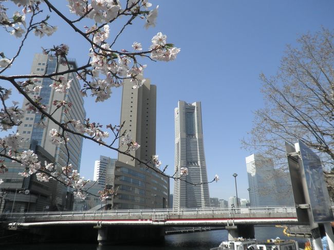 仕事と称して散歩していました。<br />今日は気温も上がりまして横浜の櫻も一気に咲きました。<br />櫻の旅行記は沢山あると思いますのでコメントはこの程度で…。<br />あとは写真です。