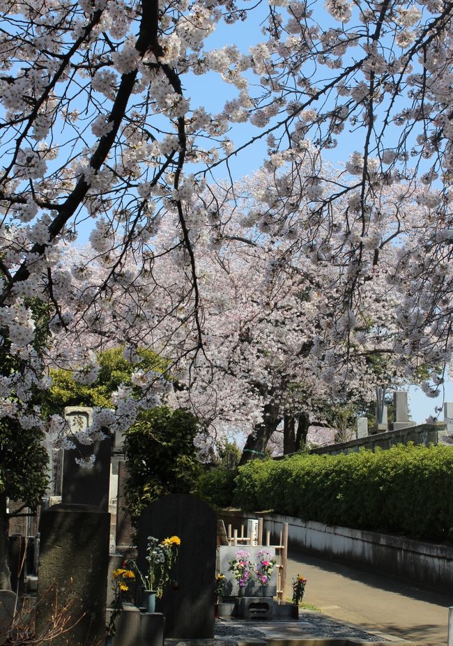 今年の桜の状況をお知らせします。<br />今年は一気に桜が咲きましたね。京都から帰ったばかりで遠出は無理なので、とりあえず近場の染井霊園に行ってみました。<br />ここは毎年、桜の季節には訪れている場所です。ほんとうに、ぽかぽかとした春の日差しを浴びて、きれいに満開でした。場所の情報等はほとんどなく、桜の写真ばかりですみません。<br />いつになく訪れる方も多い墓地でした。もちろん、墓地なのでシートを敷くこともなく、静かにそぞろ歩かれる人だけです。<br /><br />なお、昨年の3月31にも染井霊園の桜を撮影した旅行記があります。<br />こちら http://4travel.jp/travelogue/10872121<br /><br />昨年とほぼ同時期に咲いていますね。<br /><br />染井霊園の公式HPはこちらです　→http://www.tokyo-park.or.jp/reien/park/index074.html