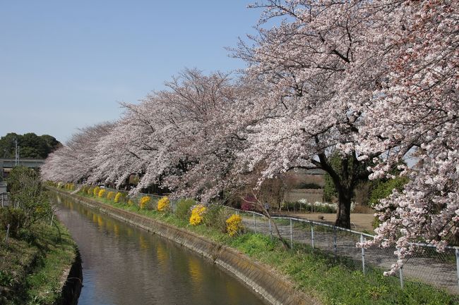 地元のさいたま市（旧浦和市）の桜の名所をお散歩しました。<br />JR京浜東北線・与野駅東口から浦和西高校横から見沼代用水西縁を歩き、途中、さいたま市郷土博物館や氷川女体神社を経由してJR武蔵野線・東浦和駅まで12キロほど歩きました。<br /><br />さいたま市以外の方はご存じないかと思いますが、見沼田んぼの真ん中に芝川が、見沼田んぼを囲むように見沼代用水が東縁・西縁があります。<br /><br />見沼田んぼのサイト<br />http://www.minumatanbo-saitama.jp/report.htm#con01<br /><br />10キロ以上にわたって川沿いに桜があり、都内の隅田川や目黒川ほどの混雑もなくて、ゆっくり楽しむことができるのでお勧めです。<br /><br />見沼田んぼの桜開花情報はこちら<br />http://www.city.saitama.jp/001/010/019/010/001/p034920.html<br /><br /><br /><br />詳しい経路は以下の通りです。<br />与野駅〜さいたま市立病院　(4.7km)<br />https://www.google.co.jp/maps/dir/35.8845849,139.6390493/%E3%81%95%E3%81%84%E3%81%9F%E3%81%BE%E5%B8%82%E7%AB%8B%E7%97%85%E9%99%A2,+%E3%80%92336-8522+%E5%9F%BC%E7%8E%89%E7%9C%8C%E3%81%95%E3%81%84%E3%81%9F%E3%81%BE%E5%B8%82+%E7%B7%91%E5%8C%BA%E4%B8%89%E5%AE%A4%EF%BC%92%EF%BC%94%EF%BC%96%EF%BC%90/@35.8904156,139.656093,16z/data=!4m39!4m38!1m30!3m4!1m2!1d139.6602366!2d35.8905464!3s0x6018c0455432386b:0x48658b6ae48030c4!3m4!1m2!1d139.6647427!2d35.8939249!3s0x6018c05b42238761:0x7f7a69076e58c833!3m4!1m2!1d139.6667113!2d35.8931274!3s0x6018c0433766db7d:0x2e348f934dd1db0d!3m4!1m2!1d139.6702058!2d35.89346!3s0x6018c042ebd61e3d:0xa21b91b36c3ab30!3m4!1m2!1d139.6748626!2d35.8920236!3s0x6018c06be4a8acd9:0x20ee105eece03949!3m4!1m2!1d139.6769946!2d35.8917019!3s0x6018c06c6a5919b7:0xa5ae79aad9ffe689!1m5!1m1!1s0x6018c06d1090f533:0x31f4e4bfa0f011b8!2m2!1d139.679232!2d35.890947!3e2<br /><br />さいたま市立病院〜氷川女体神社(2.5km)<br />https://www.google.co.jp/maps/dir/35.8902244,139.6791385/35.8865911,139.6942447/@35.8869258,139.6932041,18z/data=!4m24!4m23!1m20!3m4!1m2!1d139.6814262!2d35.8910019!3s0x6018c00d4af8fe21:0x8dda29cd290e316f!3m4!1m2!1d139.6871075!2d35.8907771!3s0x6018c00b0c1822d9:0xd1ee7f7ab7b9ecdc!3m4!1m2!1d139.6963801!2d35.8904371!3s0x6018bff12eff64ef:0x5e17ca18f5c4f75b!3m4!1m2!1d139.6942984!2d35.8867002!3s0x6018bff770015847:0x6ccba4216dc7a48d!1m0!3e2<br /><br /><br />氷川女体神社〜東浦和駅(4.2km)<br />https://www.google.co.jp/maps/dir/35.8865911,139.6942447/35.864291,139.7048314/@35.8869955,139.6900036,16z/data=!4m54!4m53!1m50!3m4!1m2!1d139.6935364!2d35.8859421!3s0x6018bff9d54424e9:0x41e5325204d55090!3m4!1m2!1d139.6936568!2d35.8840159!3s0x6018bff9abb434d9:0xcdf13f8dbd679a37!3m4!1m2!1d139.6965525!2d35.882163!3s0x6018bffc0102ac9d:0x3f27699aa722fff5!3m4!1m2!1d139.6979538!2d35.8799162!3s0x6018bffdca68651f:0x89dd9bcdaba6989c!3m4!1m2!1d139.6986828!2d35.8784653!3s0x60189557d4613fdf:0xf490bc2ac64893ff!3m4!1m2!1d139.7020407!2d35.8785524!3s0x601895582d76d6bb:0xe97e62ac28bfd800!3m4!1m2!1d139.7046756!2d35.8749463!3s0x6018955b9c97b4fd:0xfd6d63dcdafb9868!3m4!1m2!1d139.7080567!2d35.8712409!3s0x60189543b7cb0f4d:0x1b9d1cf5ddfc2ed5!3m4!1m2!1d139.7070645!2d35.8684272!3s0x60189541458d99bf:0x43faa1d9661492f6!3m4!1m2!1d139.7062833!2d35.8662773!3s0x601895412b5f2da1:0x8fb731db24254958!1m0!3e2<br /><br />