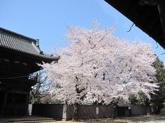 鴻巣 勝願寺の桜☆長木屋の川幅彩うどん☆2015/03/31