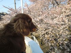 今年も富岡公園のお花見に行きました。