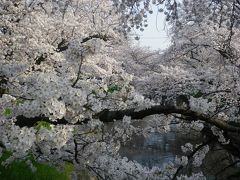 愛知県内五ヶ所の堤　お花見