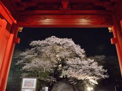 今年も真っ先に咲いた慈光寺の赤門桜