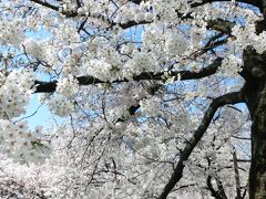 日曜日でも空いてて良かった☆満開直前、神田川の桜