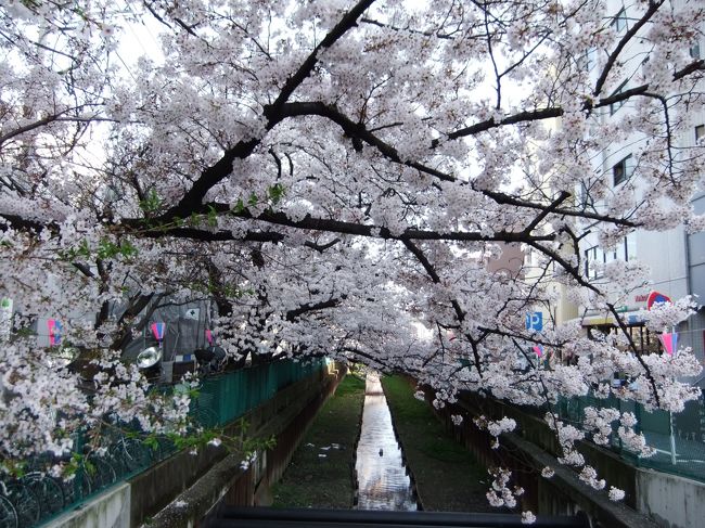 かながわ花の名所100選にも選ばれた、東横線元住吉駅近くの桜の名所「もとすみさくら」を訪ねました、渋川沿いに<br /><br />約250本のソメイヨシノが約２?に渡って咲き誇っておりました、元住吉駅より２〜３分の近さです。